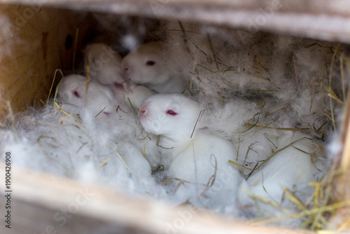 Photos Newborn white rabbits resting in nest with hay and fur