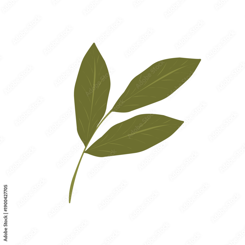 Fototapeta premium Bay leaf illustration. Bay leaf spice. Bay leaf aroma. Green bay leaf vector