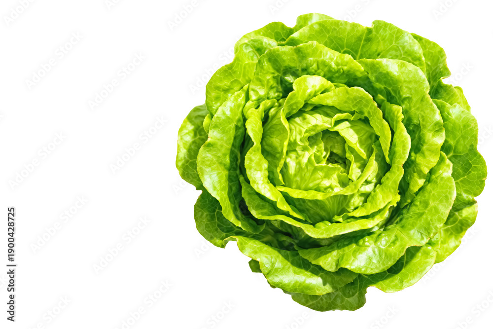 Fototapeta premium Fresh Green Lettuce Head Isolated on White Background