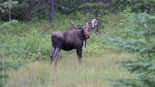 Wallpaper Mural Bull moose in the fall in the Canadian Rockies Torontodigital.ca