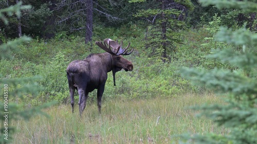 Wallpaper Mural Bull moose in the fall in the Canadian Rockies Torontodigital.ca