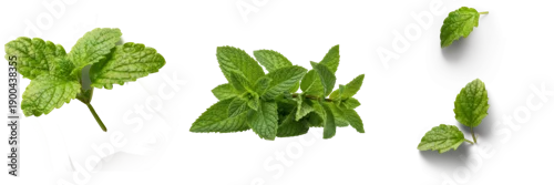Panel kuchenny z motywem fresh vibrant green mint leaves on a pristine transparent background, showcasing natural herb for culinary and aromatic uses.