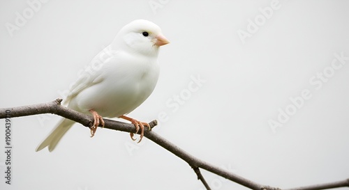 A white bird perched on a thin branch viewed from a slight angle against a plain white background