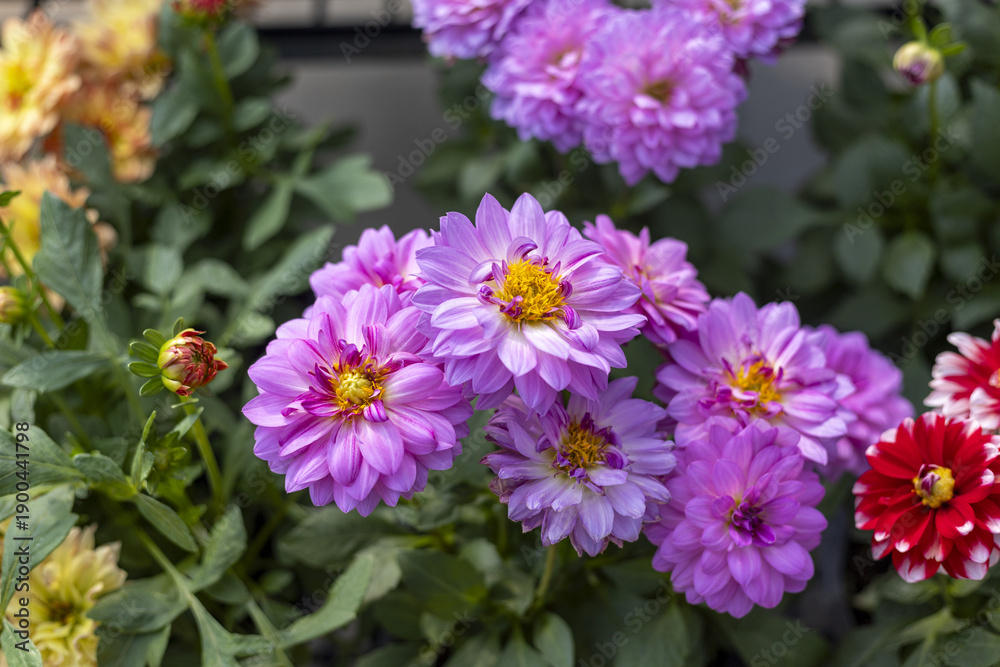 Obraz premium Vibrant close up of purple dahlia flower blooming in summer garden. beautiful botanical background features fresh green leaf and colorful blossom for cheerful view
