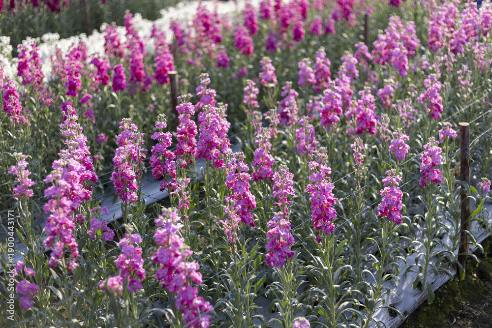 Obraz premium Vibrant field of beautiful pink linaria flowers blooming in serene nursery. green background shows garden with magenta and purple blossoms on lovely summer day