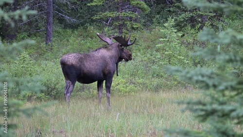 Wallpaper Mural Bull moose in the fall in the Canadian Rockies Torontodigital.ca