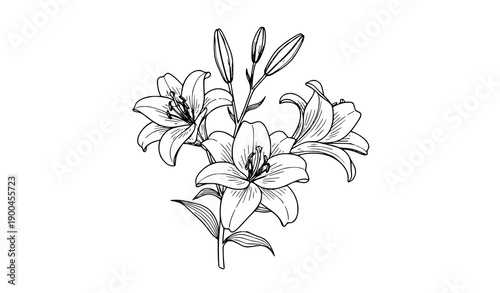 Elegant lily flower line art illustration branch vector