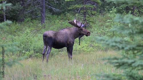 Wallpaper Mural Bull moose in the fall in the Canadian Rockies Torontodigital.ca