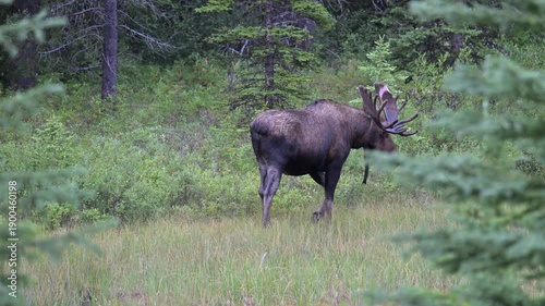 Wallpaper Mural Bull moose in the fall in the Canadian Rockies Torontodigital.ca