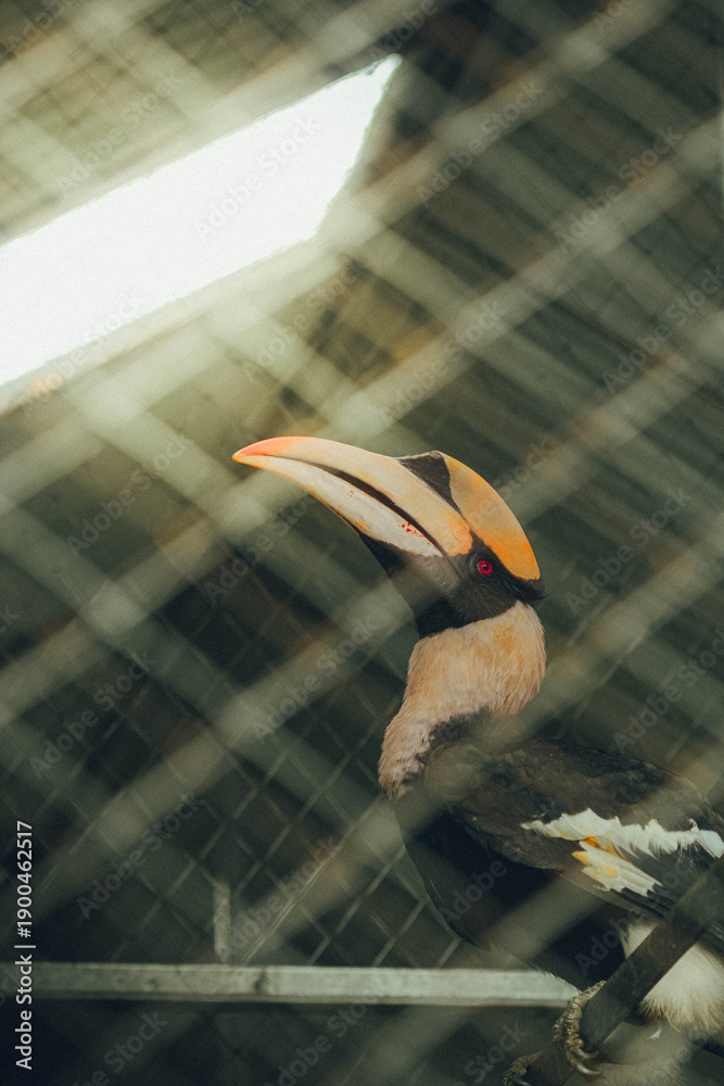 Fototapeta premium A close-up of a majestic Great Hornbill perched behind a wire mesh fence