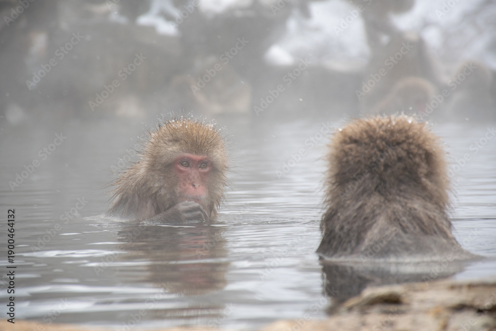 Obraz premium 地獄谷野猿公苑の温泉につかる野生のニホンザル snow monkey park