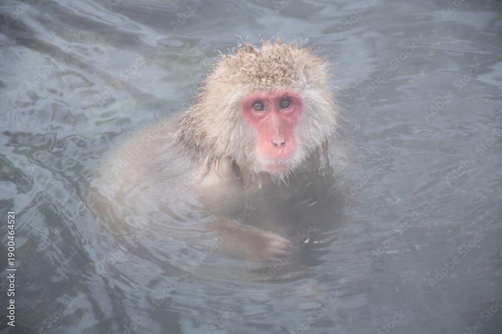 Fototapeta premium 地獄谷野猿公苑の温泉につかる野生のニホンザル snow monkey park