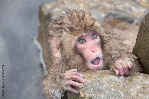 Photography 地獄谷野猿公苑の温泉上がりの野生の子猿　snow monkey park