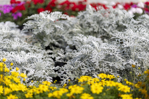 Bilde på lerret Cheerful garden scene with silver dusty miller foliage and bright yellow flowers