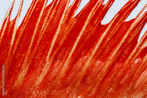 Foto Close-up of marine fish fin or tail with vivid red-orange fibers in diagonal, ribbed lines