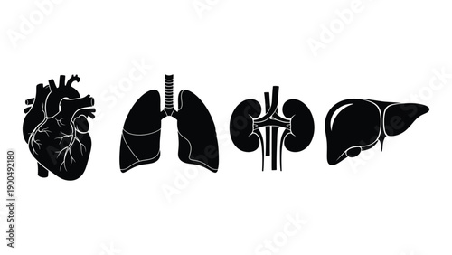 Illustration of the heart, lungs, kidneys, and liver in black and white Vector