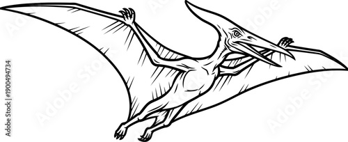 Flying pteranodon pterosaur wings spread sketch