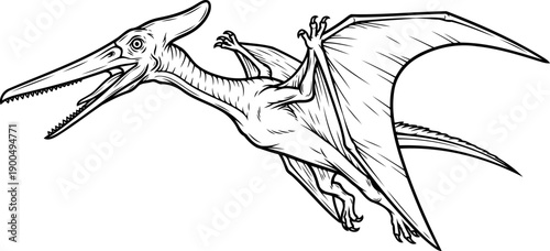 Flying pterodactyl pterosaur with wide wingspan line drawing