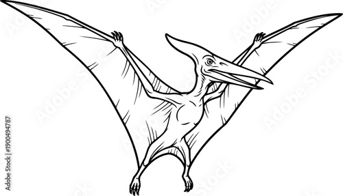 Flying pteranodon reptile line art illustration