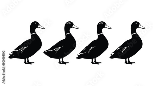 Four black ducks with white markings standing in a row on a white background Vector
