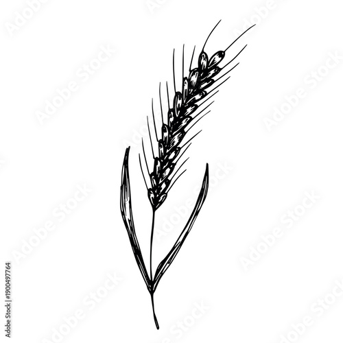 Hand drawn cereal wheat oat rye barley rice ears spikelet clipart Organic wheat bread agriculture farming harvest healthy food Single element for print packaging label design decor