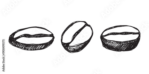 Set of hand drawn fresh roasted coffee bean Arabica robusta seed doodle Single element for design print packaging label decor