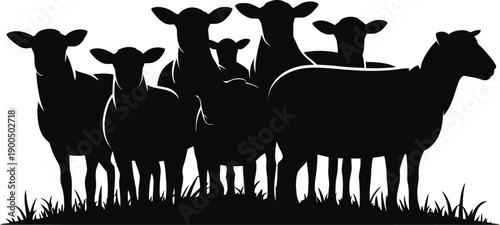 Sheep graze in open pasture.