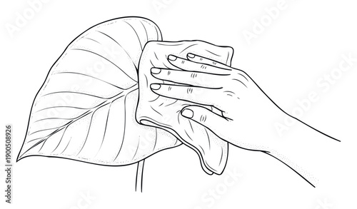 A persons hand gently wipes dust from a broad green houseplant leaf with a soft cloth, illustrating diligent plant care and nurturing for indoor gardening enthusiasts