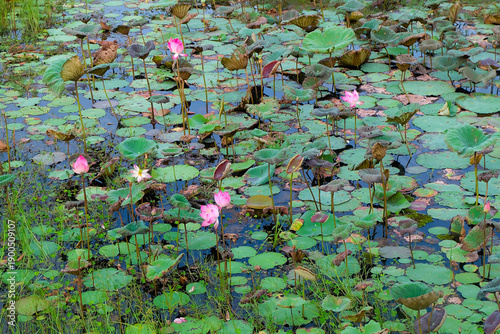 water lilies in the pond