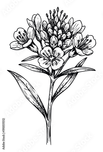 Elegant line drawing of a wild flowering plant with blooming flowers, buds, and characteristic leaves, suitable for botanical studies, educational prints, or naturethemed product packaging