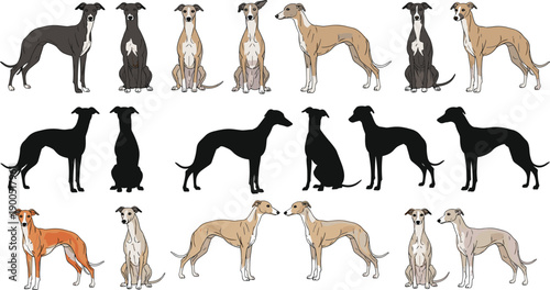 Greyhound dog breed set different coat colors standing sitting silhouettes isolated vector illustration racing hound collection design