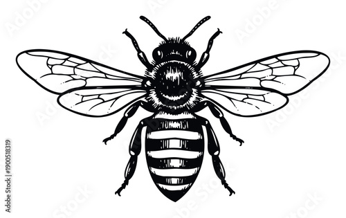 Detailed black and white drawing of a honeybee captured in a minimalist style, ideal for educational materials, naturethemed apparel, or organic food product packaging