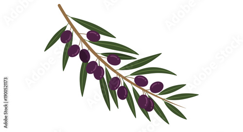 Illustration of Olive Branch with Purple Olives on White Background