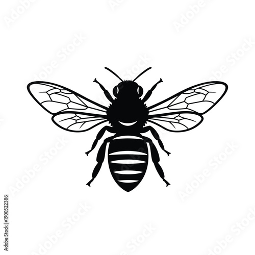 Silhouette of bee with detailed wings and stripes isolated on white background, realistic vector illustration