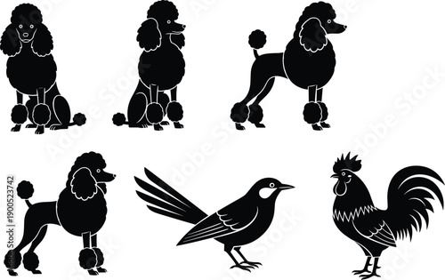 Black vector silhouette set featuring groomed show poodles in continental cuts a standing rooster and a garden songbird isolated on white background for icons.