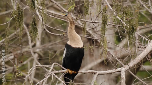 Anhinga bird perched on tree branch looking around