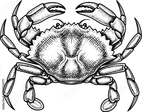 Detailed hand drawn crab illustration top view seafood marine life etching style art vector
