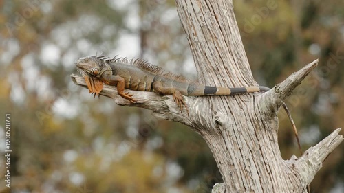 Iguana resting on tree branch and slightly turning head