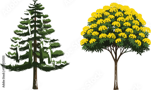 Flat Vector Illustration of a Green Coniferous Pine Tree and a Flowering Yellow Trumpet Tree Isolated on White Background