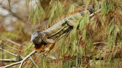 Iguana sitting on tree branch and staring still
