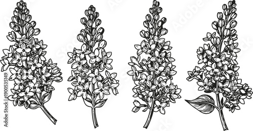 Four detailed lilac flower branches with leaves, vintage botanical illustration, black and white floral elements