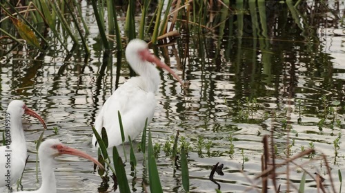 White ibis bathing in shallow water and flapping wings