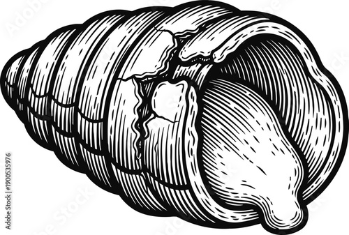 Black and white vintage engraved seashell illustration with textured lines and detailed cracks design