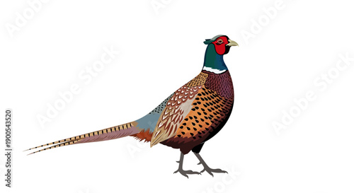 Colorful pheasant illustration on white background in vector style