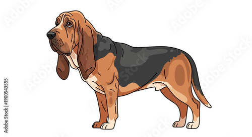 Illustration of a Bloodhound Dog Standing in Profile View