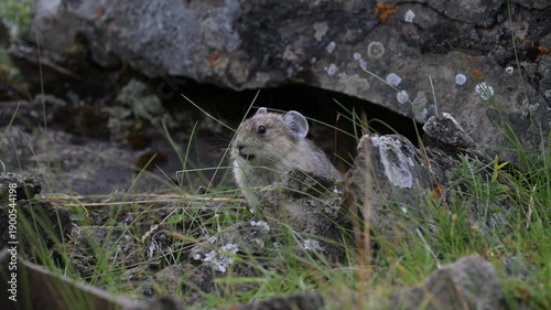 Wallpaper Mural Pika in the alpine in the Canadian Rockies Torontodigital.ca