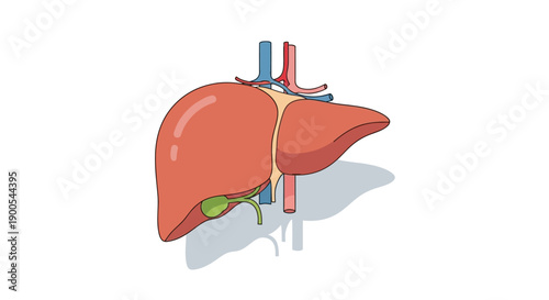 Illustration of human liver anatomy with veins and arteries