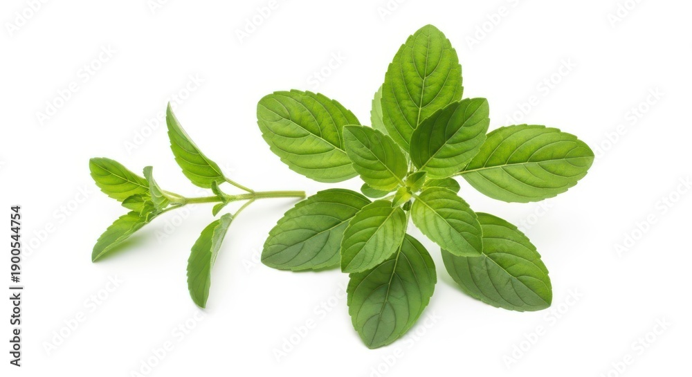 Fototapeta premium Fresh green basil leaves on a clean white background