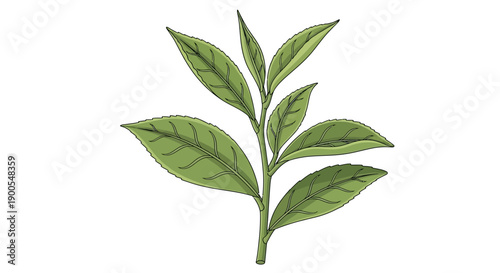 Green tea plant illustration with detailed leaves on white background