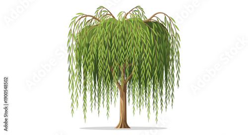 Realistic illustration of a lush green weeping willow tree on white background